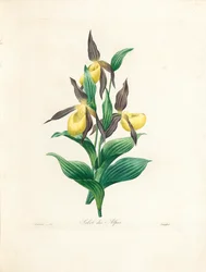 Sabot des Alpes, inciso da Langlois, da 